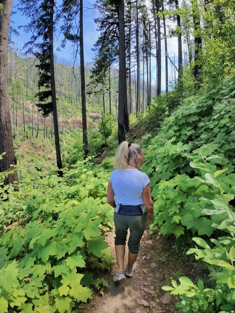 Lisa hiking through a regrowing burned forest on the drive up to Hood River, June 2026 — her first in-person convening as a GEA Alliance director